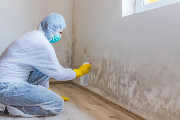 Licensed Black Mold Remediation service in Branchville, VA - Mold Remediation HQ