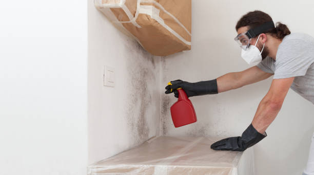 Professional Black Mold Remediation technician working in Branchville, VA