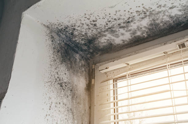Affordable Black Mold Remediation solutions in Branchville, VA