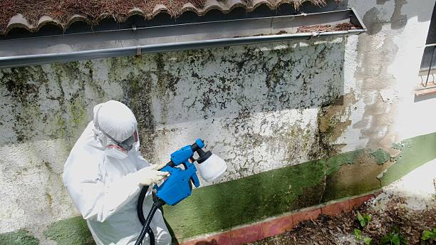 Top rated local Black Mold Remediation specialists in Branchville, VA